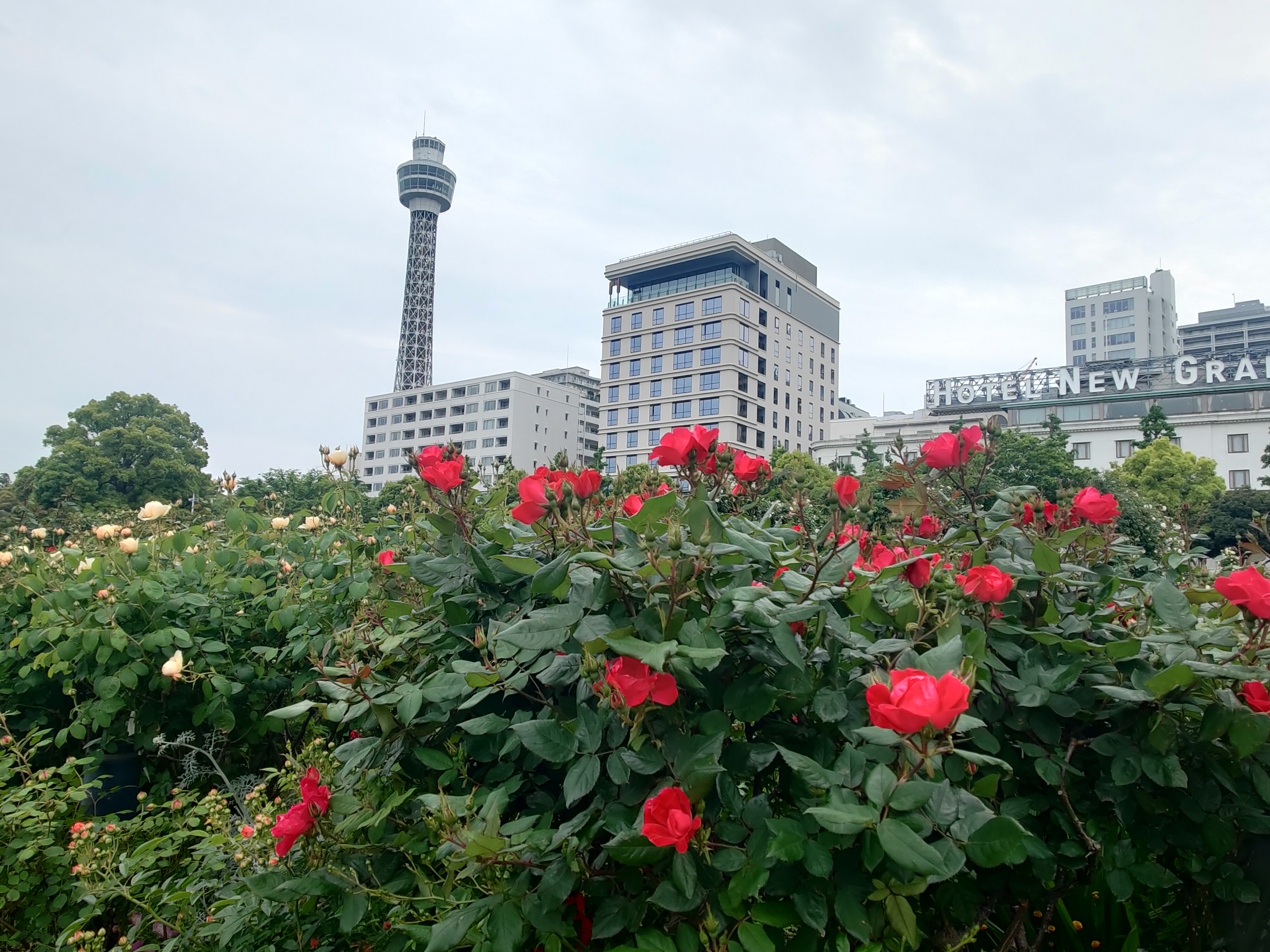 Yamashita Park, Yokohama — rose garden in late April